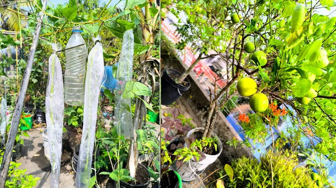 plants-