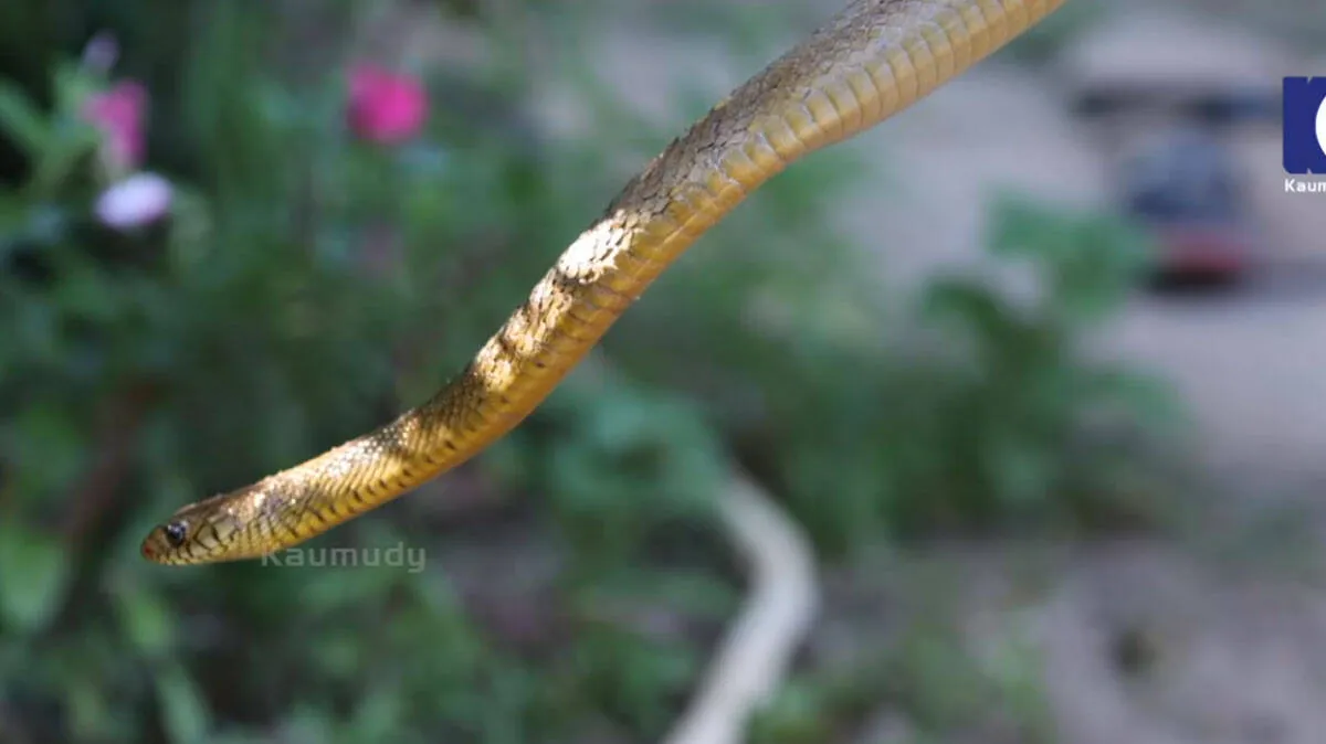snake-master