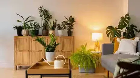 plants-.1.4049477