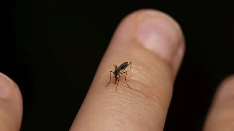 mosquito.1.4049740