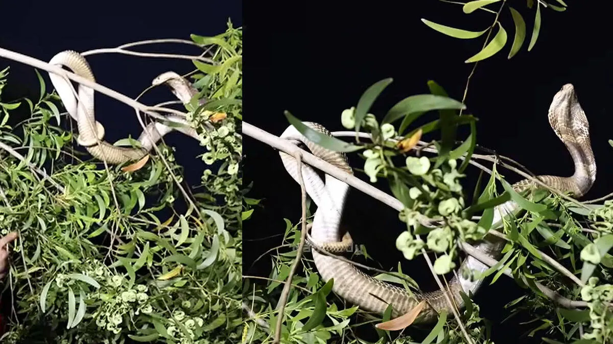 snak