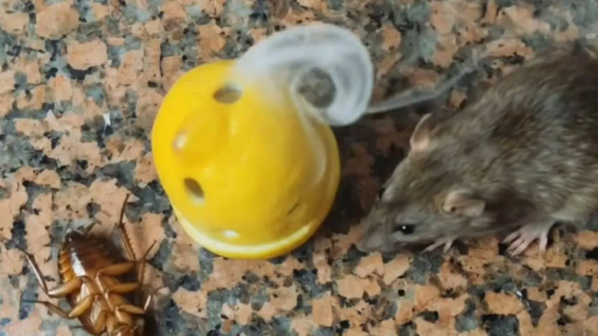 lemon-trick