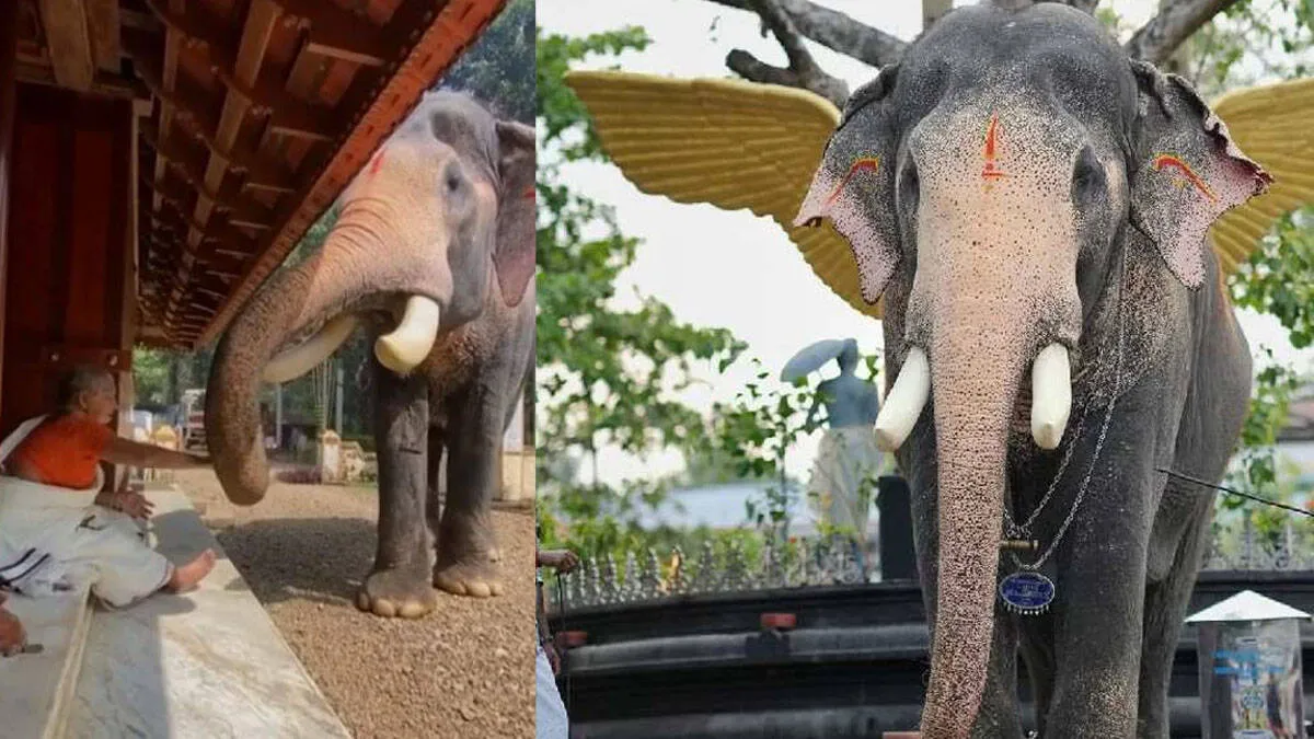 brahmadathan-elephant