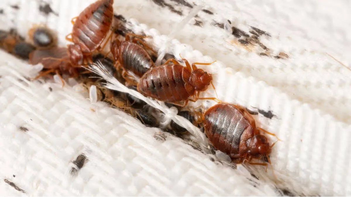 bed-bugs