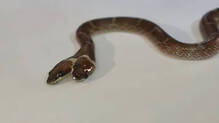 two-headed-snake-four-eyes-india-rare