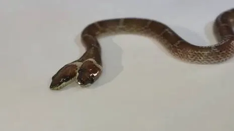 snake-.1.4054092