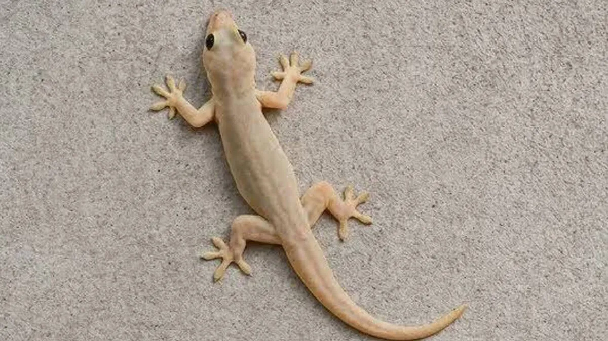 lizard