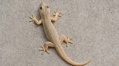 lizard.1.4054315