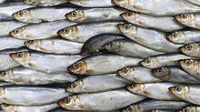 sardine