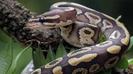 python.1.4055501