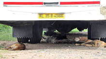 edakochi-abandoned-vehicles-stray-dogs-reptiles