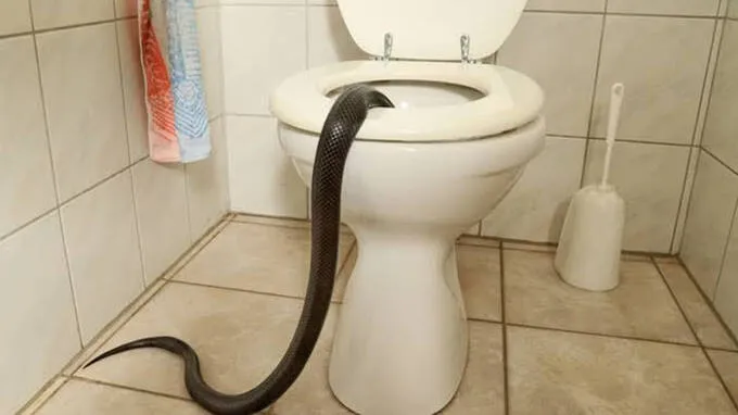 snake