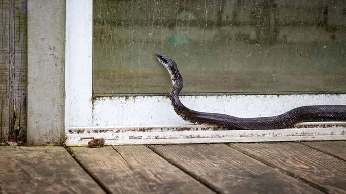 snake