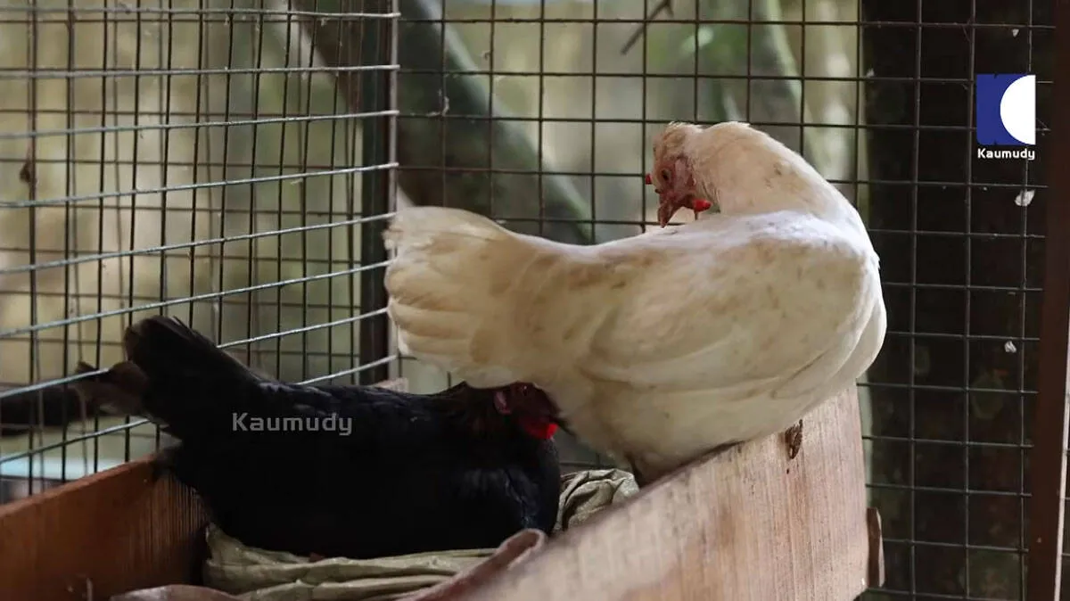 chicken-coop