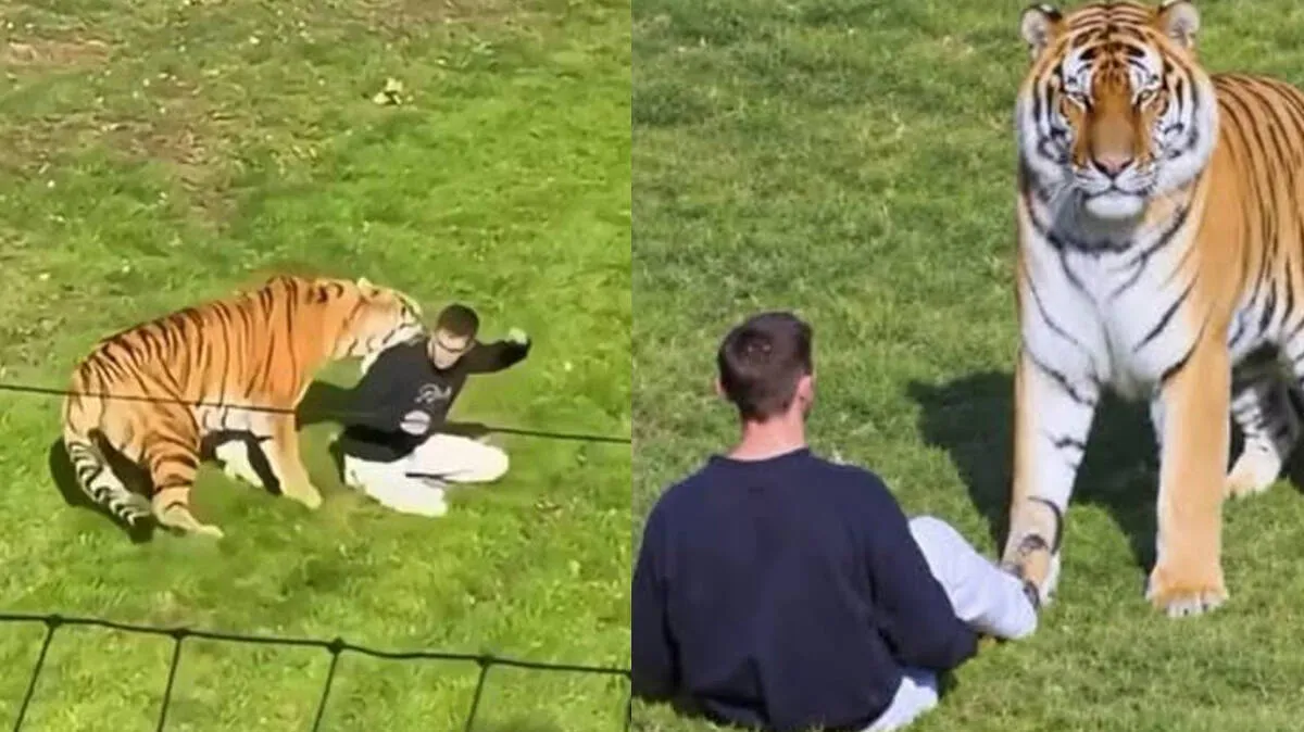 tiger-attack-