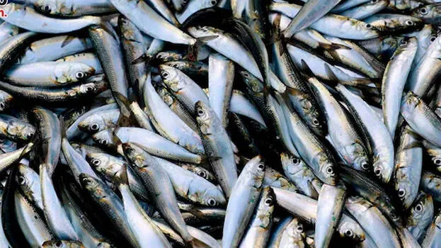 fish