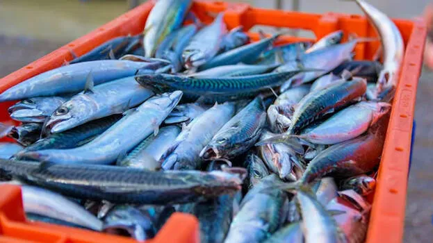 fish