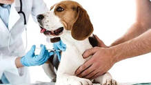 kerala-government-considers-regulations-on-pet-dog-ownership