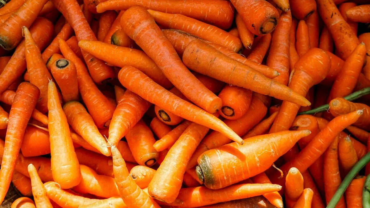 carrot