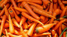 carrot
