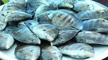 kerala-karimeen-prawns-fish-availability