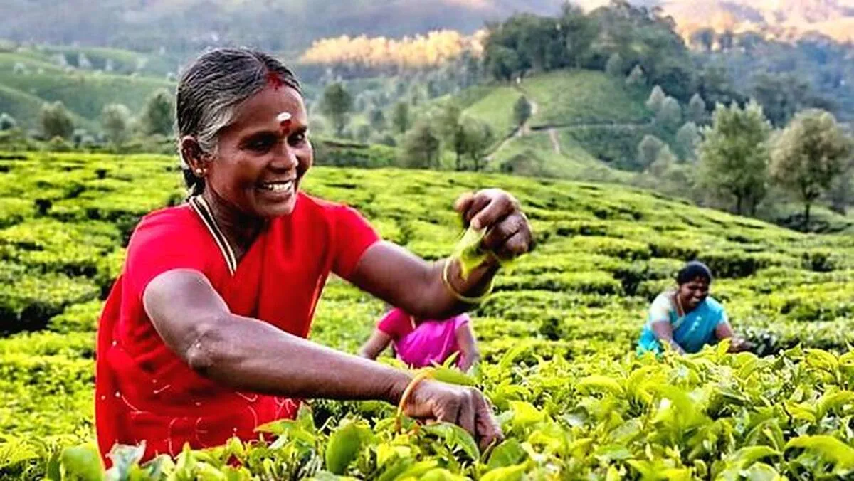 tea