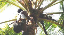 toddy-taping-