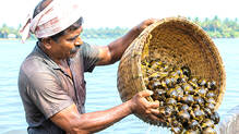 vembanad-lake-crisis-hits-workers