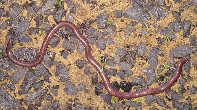 brahmini-blind-snake