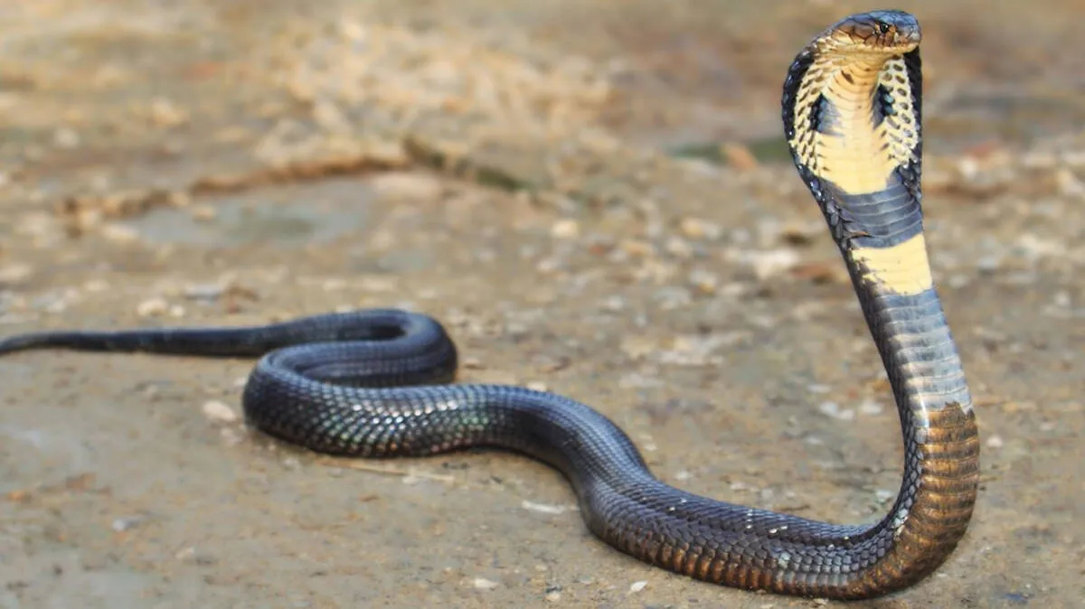 snake