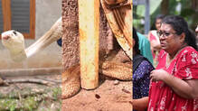 vava-suresh-snake-rescue
