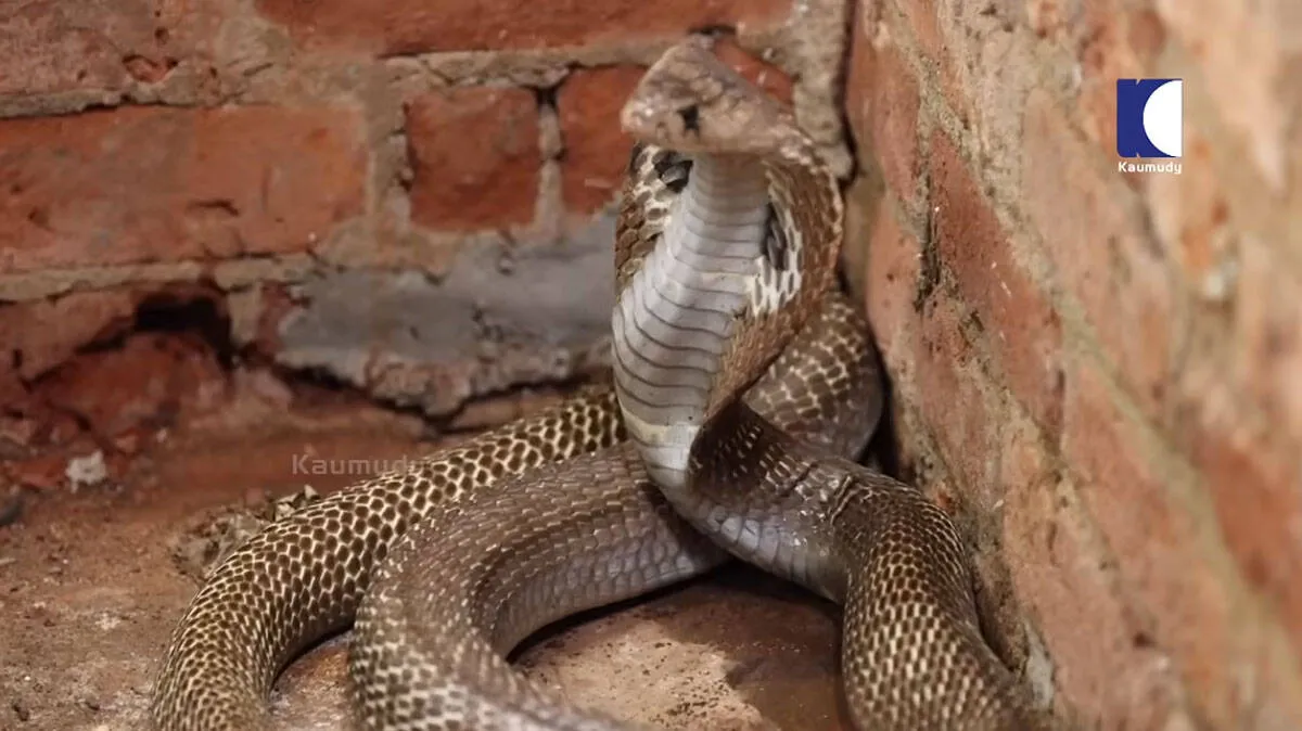 cobra