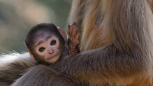 thiruvananthapuram-zoo-baby-hanuman-monkey