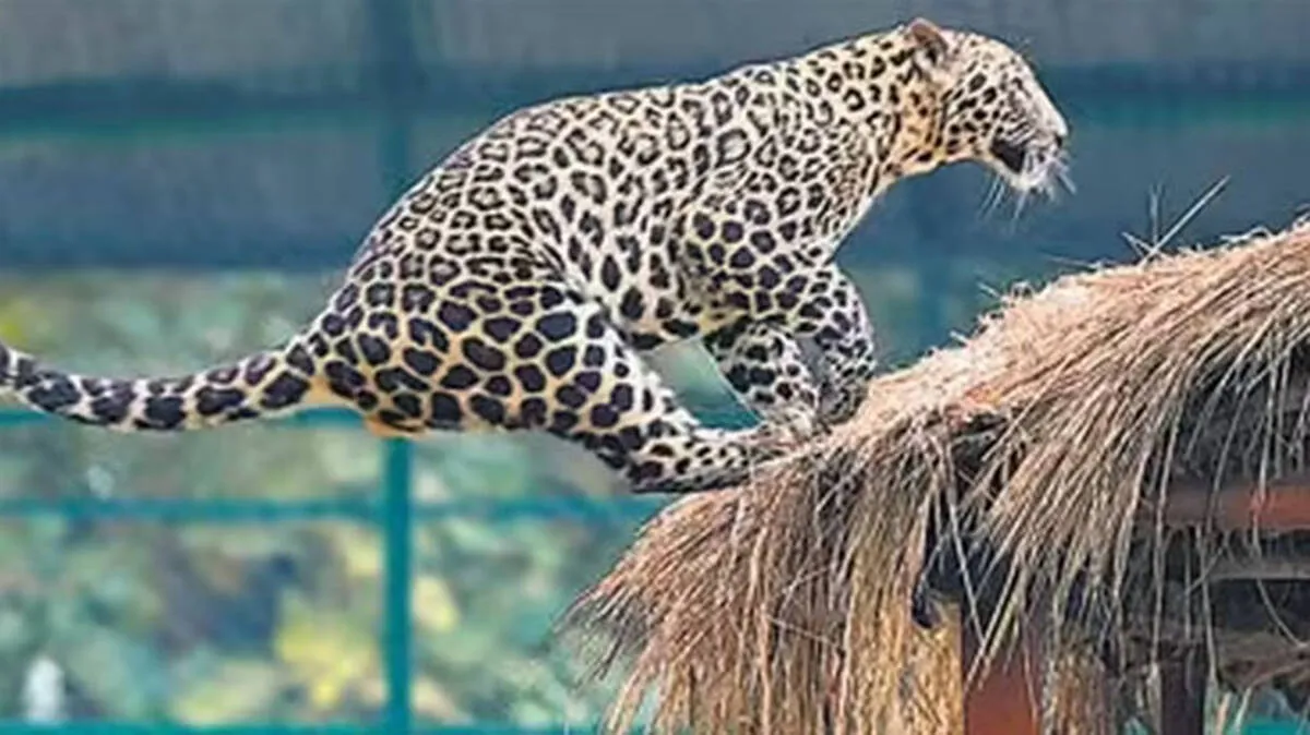 leopard