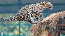 leopard