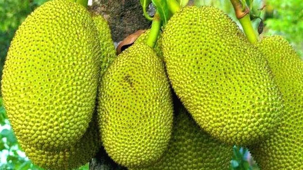 jackfruit