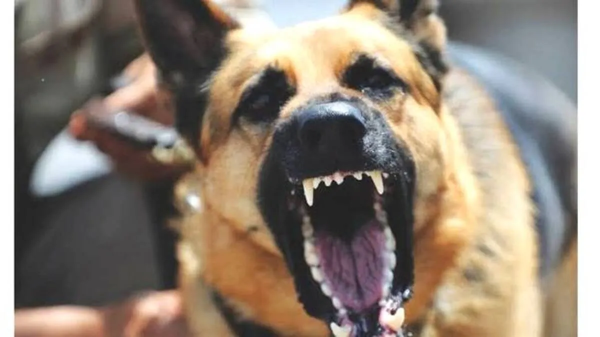 dog