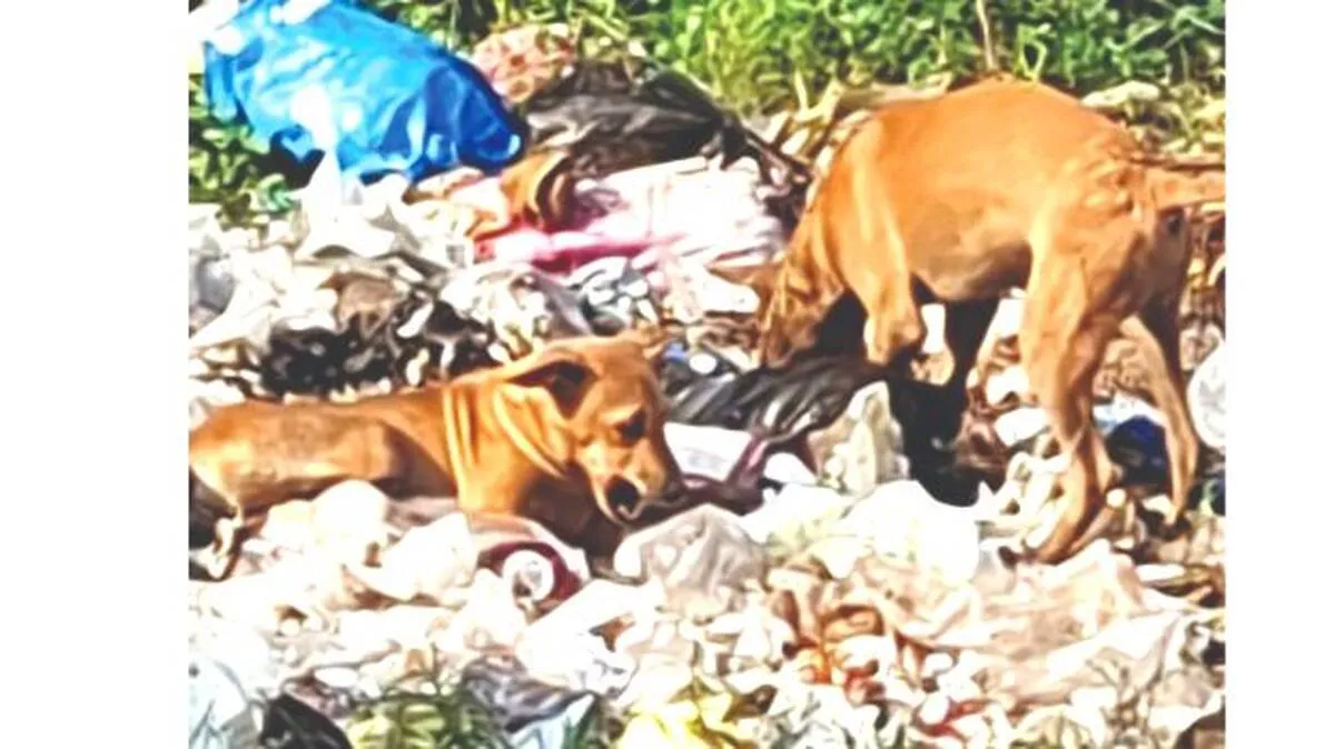 dogs