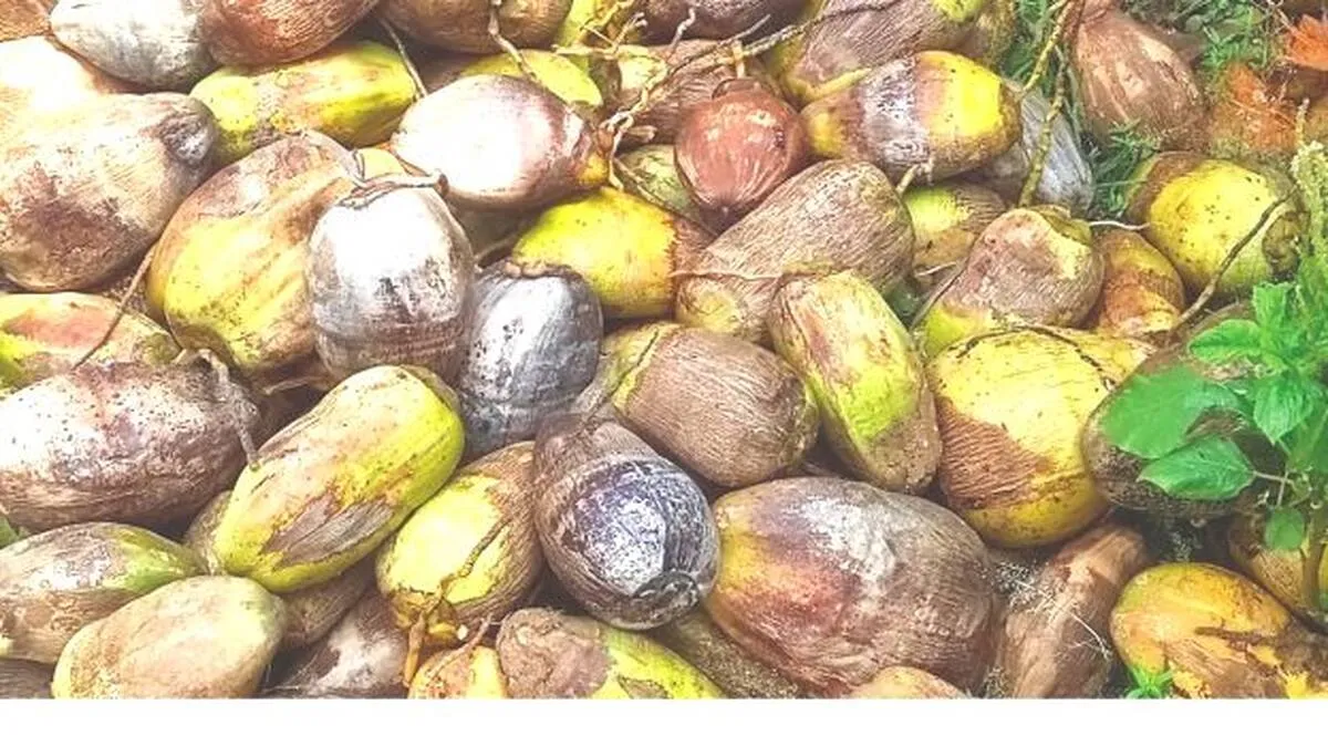 coconut
