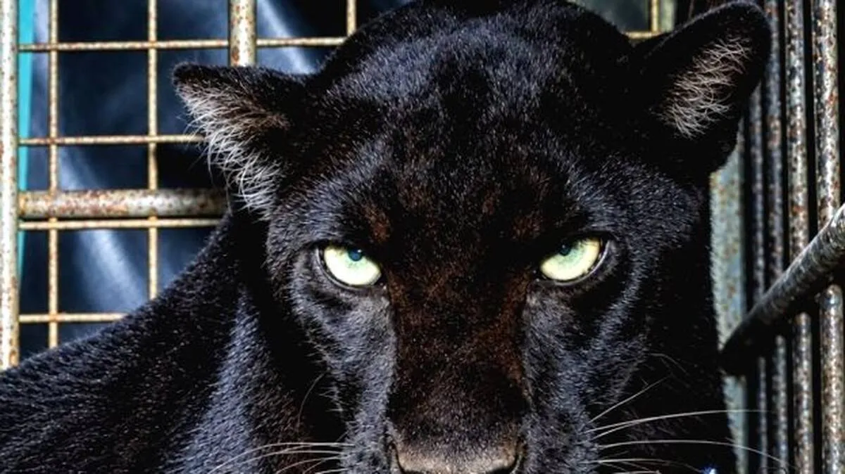 puli