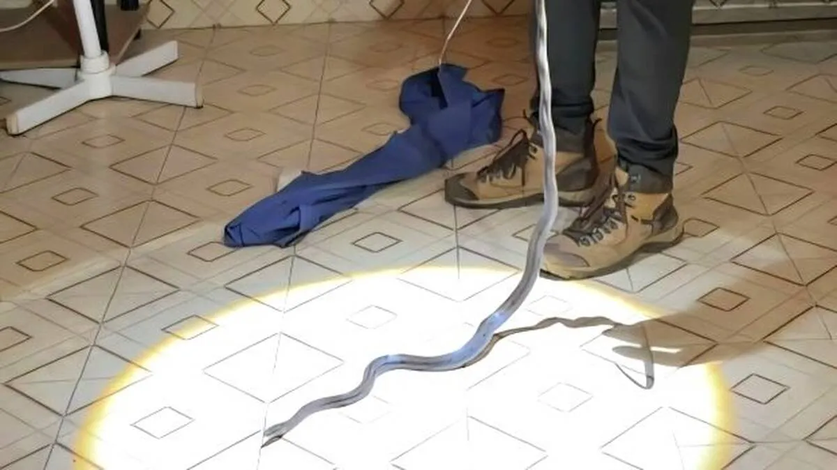 snake snake