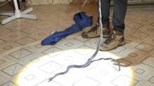 snake
