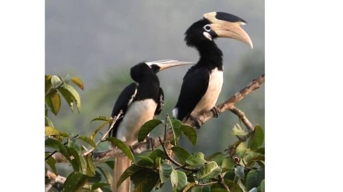 hornbill