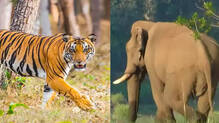 wild-animal-attack