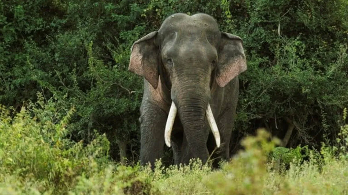 elephant-attack