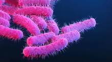 shigella