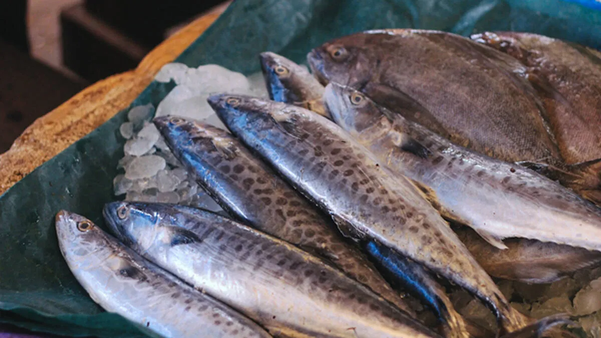 fish