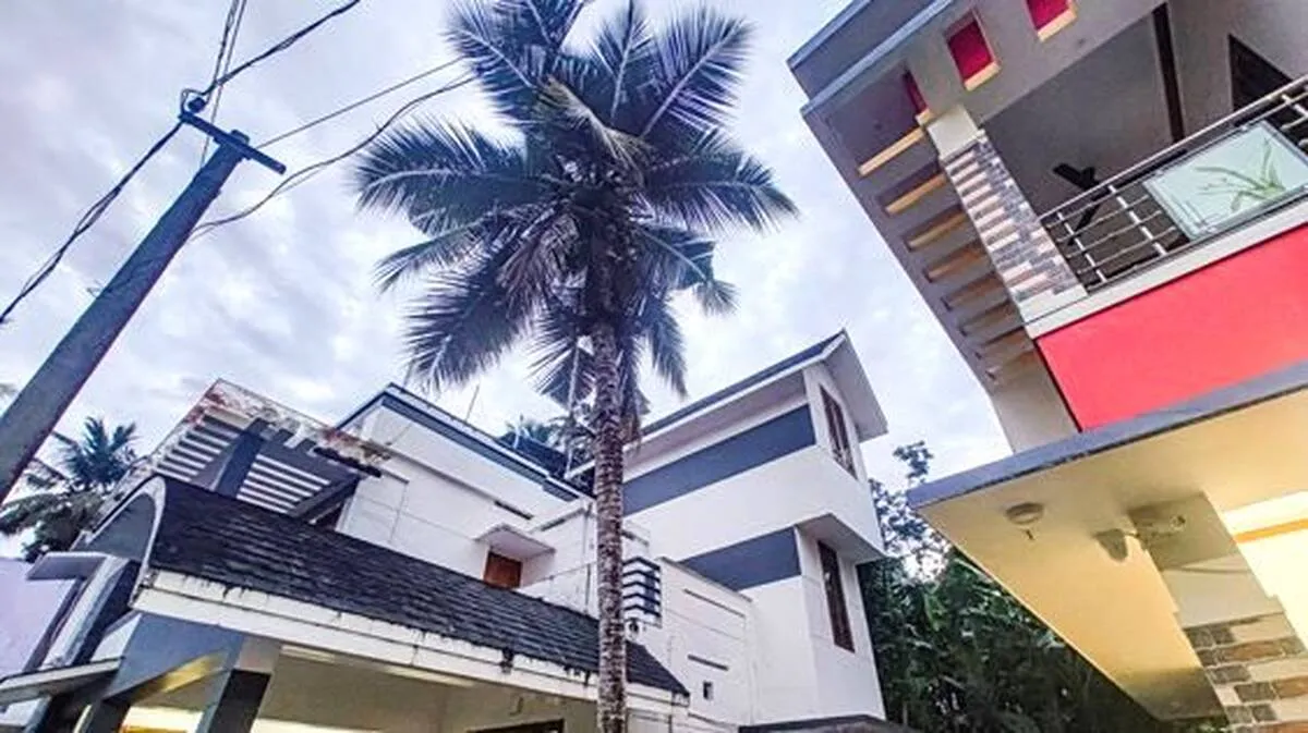 Coconut tree takes legal spotlight after neighbourhood dispute reaches High Court