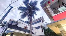 coconut-tree