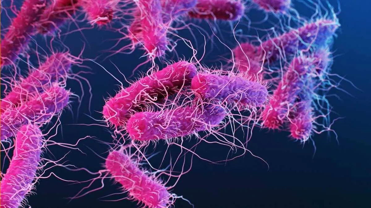 shigella